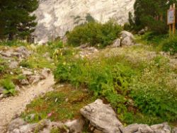 2013-08-18_Regina-F-Rau_Schachen_Alpengarten (730).JPG